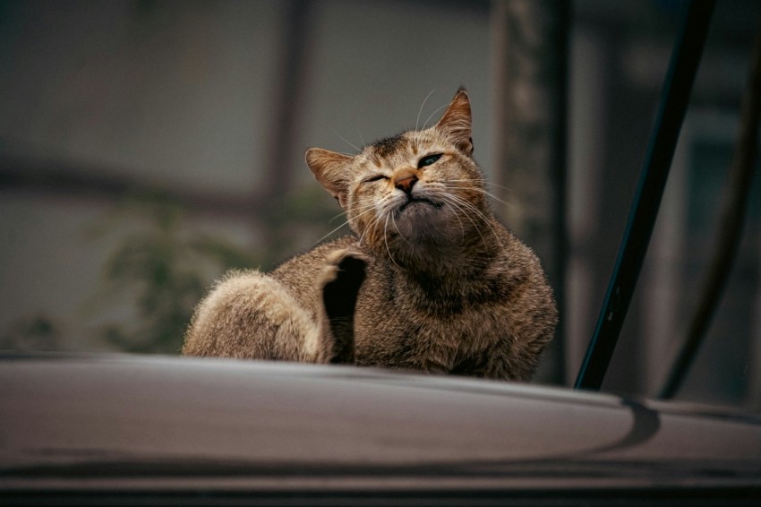 a cat that is laying down on a car