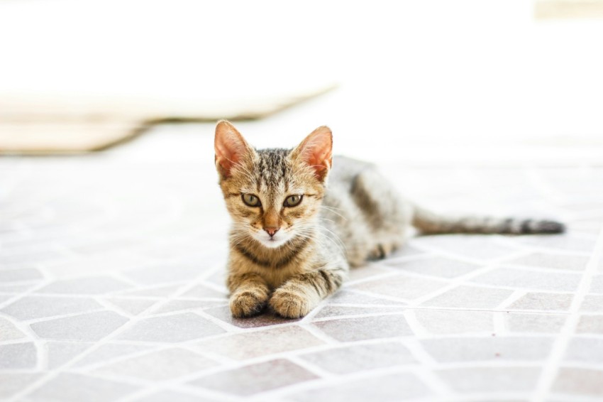 a small kitten laying on a tiled floor