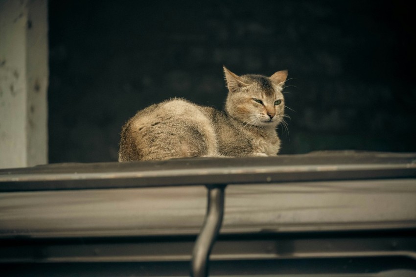 a cat sitting on top of a metal bench