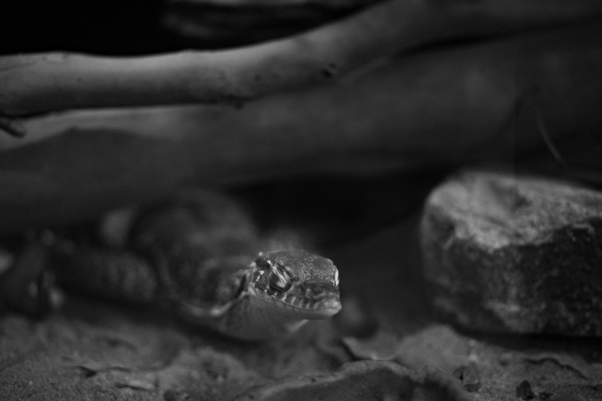 a black and white photo of rocks and dirt