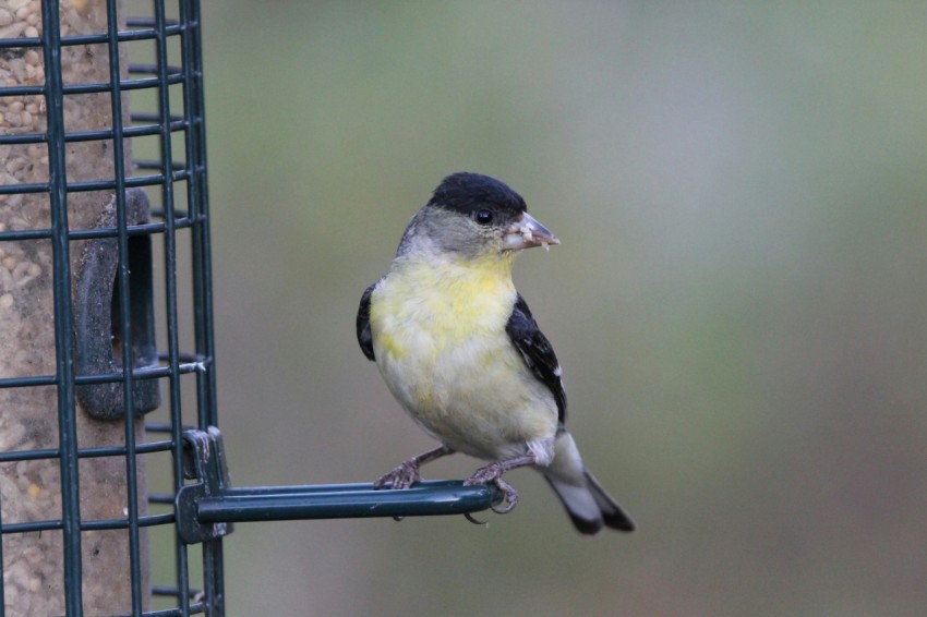 a bird that is sitting on a bird feeder