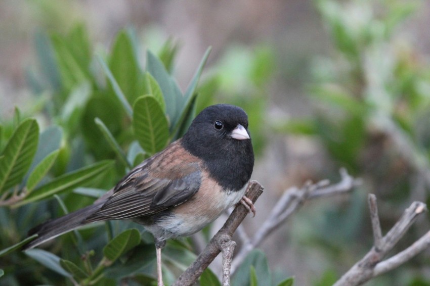 a small bird perched on top of a tree branch