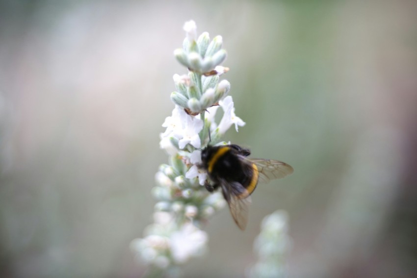 a bum is sitting on a white flower