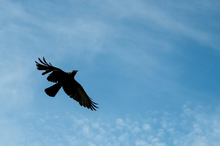 a large bird flying through a blue sky