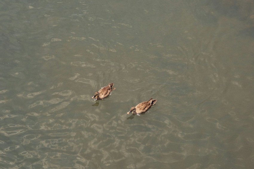 two ducks are swimming in the water together