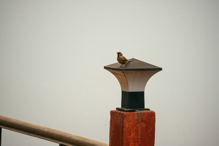 a bird sitting on top of a lamp post