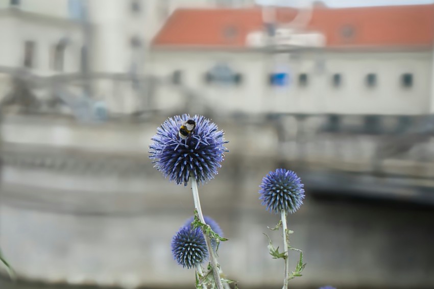 a bunch of flowers that are in a vase