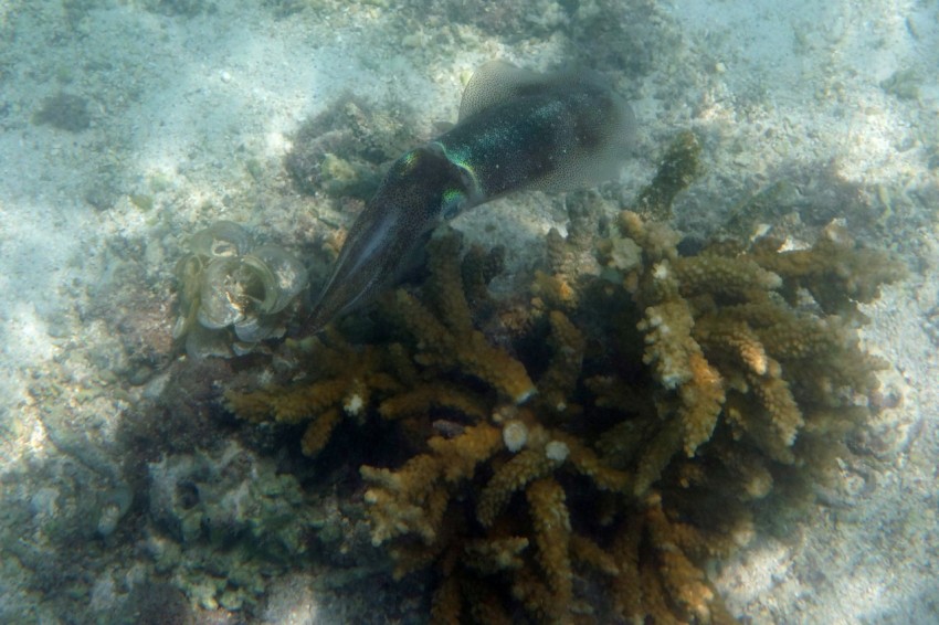 a group of seaweed on the bottom of a coral 0xWbNSSag