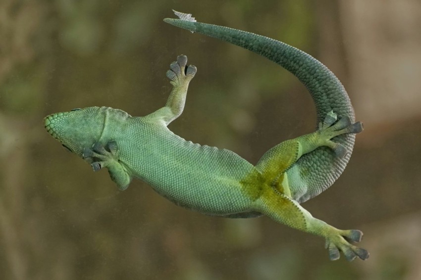 a green and yellow lizard is flying in the air