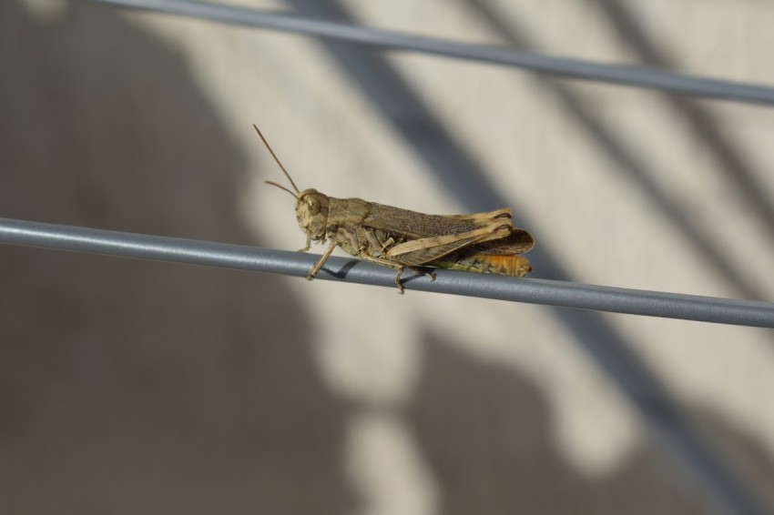 a grasshopper sitting on a wire next to a wall