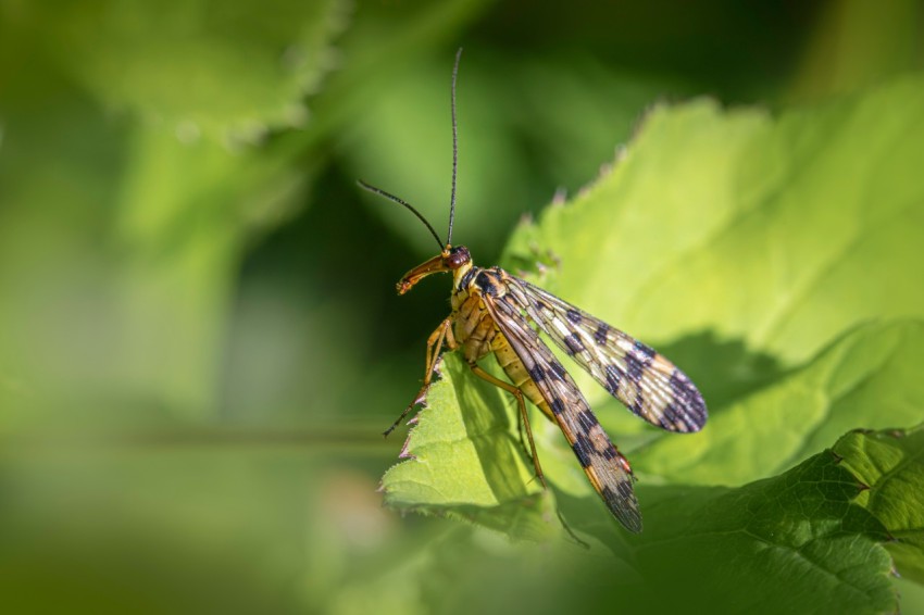 a close up of a bug on a leaf