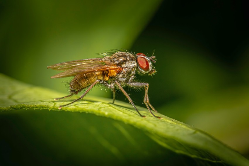 a fly sitting on top of a green leaf