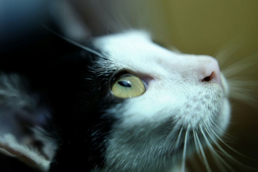 a black and white cat looking up at something