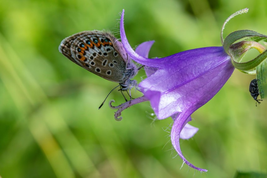 a close up of a flower with a butterfly on it