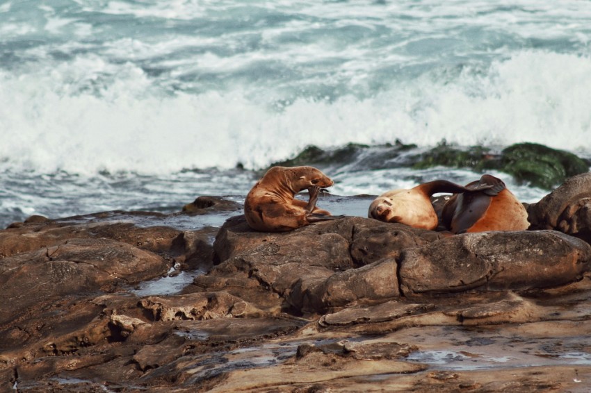 a couple of animals that are sitting on some rocks