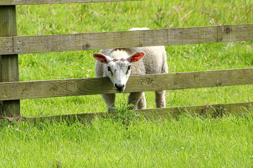 a sheep standing behind a wooden fence in a field