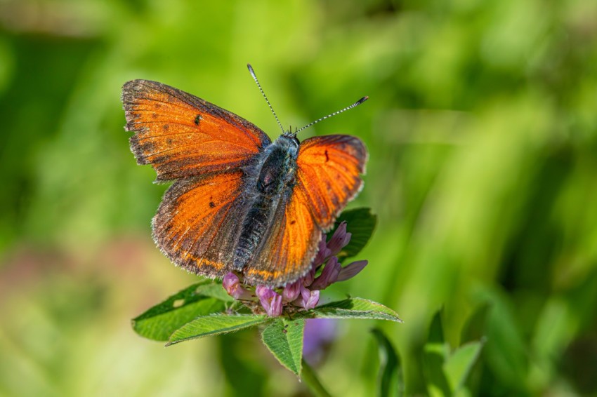 a close up of a butterfly on a flower z P7iF5B