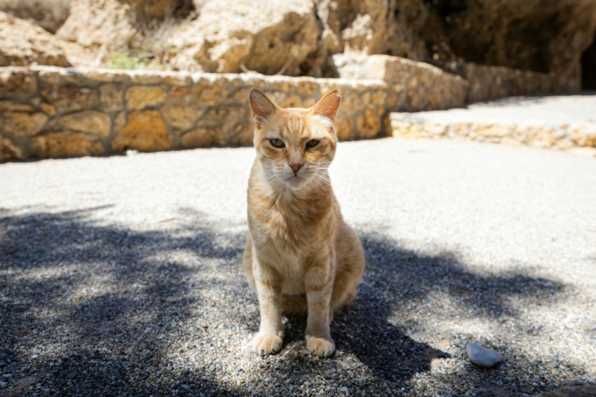 a cat sitting on the ground in the shade