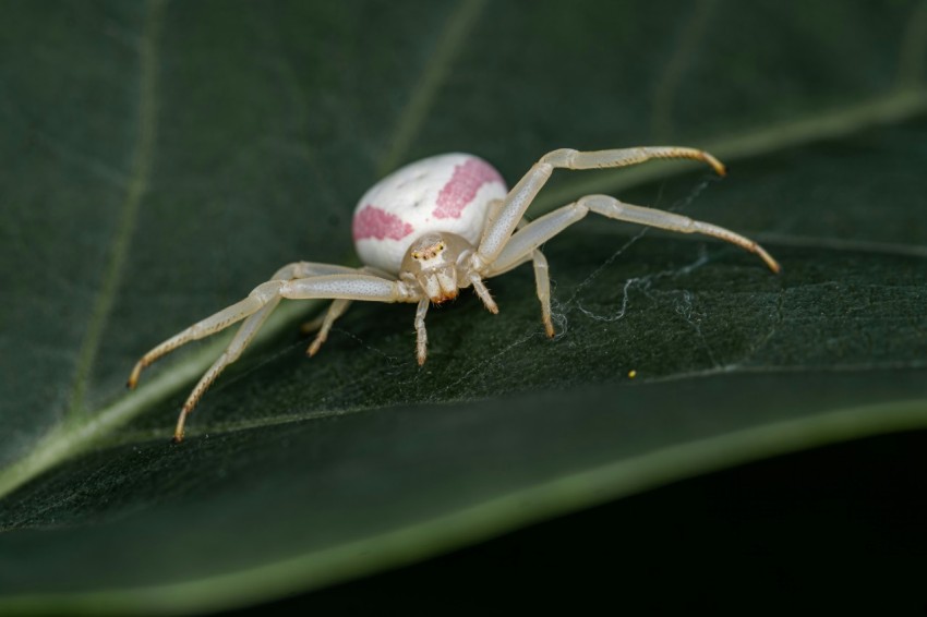 a spider sitting on top of a green leaf