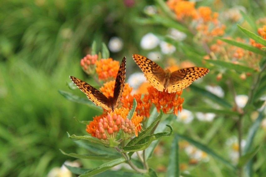 two butterflies sitting on top of an orange flower