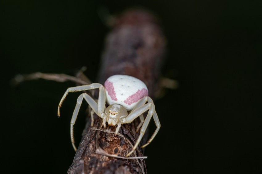 a spider with a white ball on its back