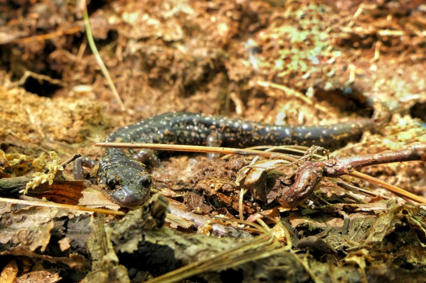 a close up of a lizard on the ground _HmoB 0x