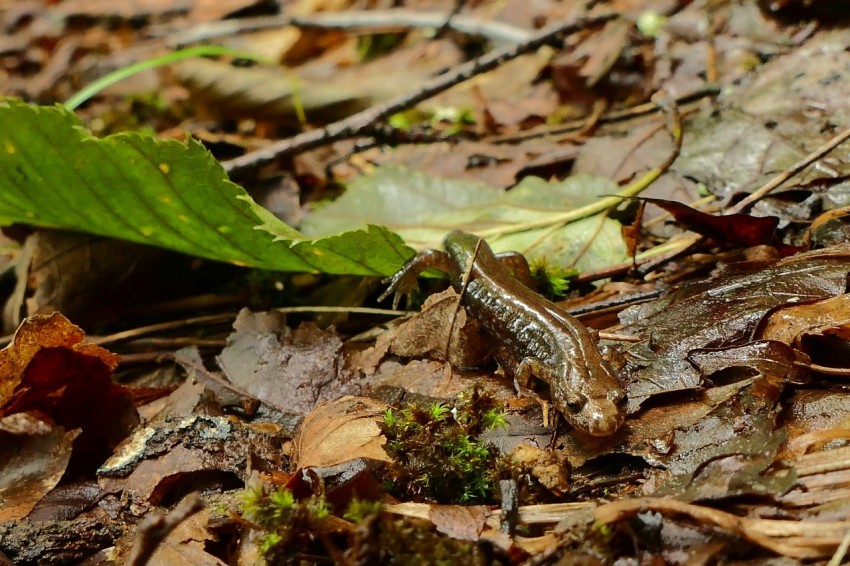 a small lizard on the ground in the woods