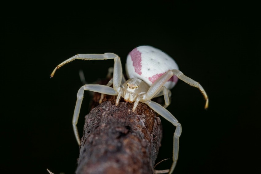 a close up of a spider on a tree branch