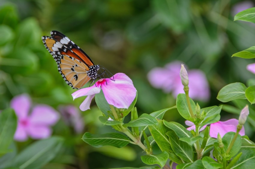 a butterfly sitting on top of a pink flower