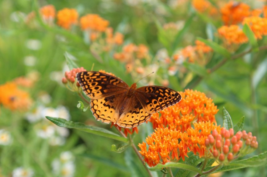 a close up of a butterfly on a flower