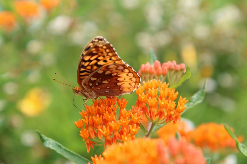 a close up of a butterfly on a flower zKB