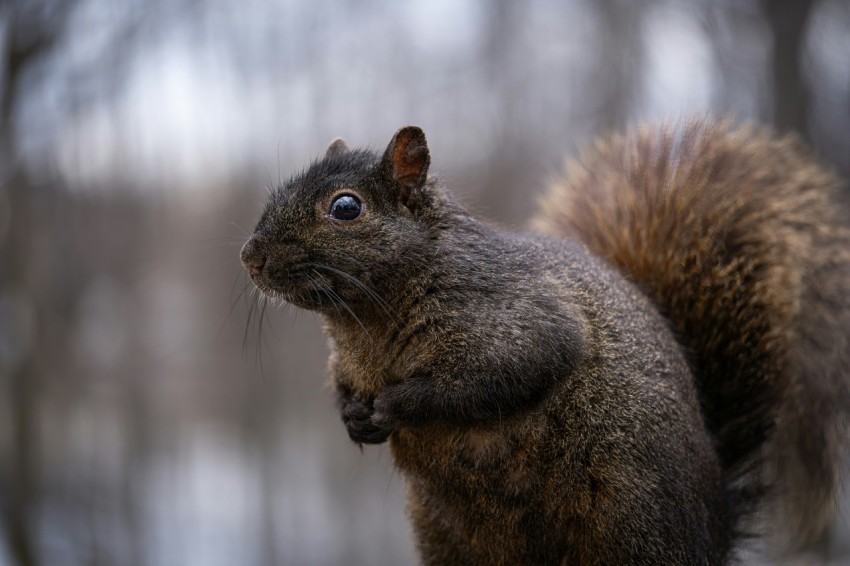 a squirrel standing on top of a tree stump