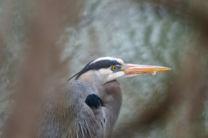 a close up of a bird with a long beak