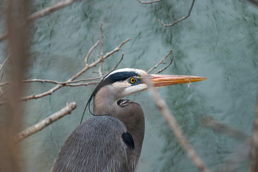 a close up of a bird on a tree branch