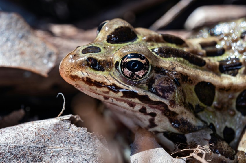 a close up of a frog on a rock 0bI