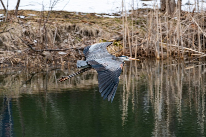 a bird flying over a body of water U2