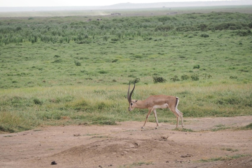 a gazelle walking across a dirt road in a green field