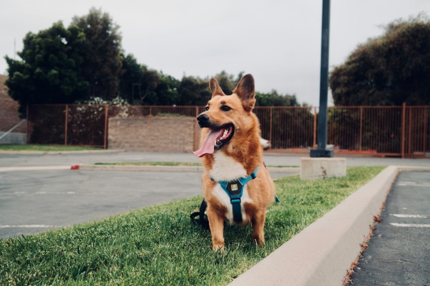 a dog sitting in the grass with its tongue out