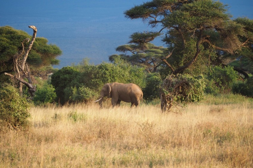 an elephant standing in a field with trees in the background jMwii