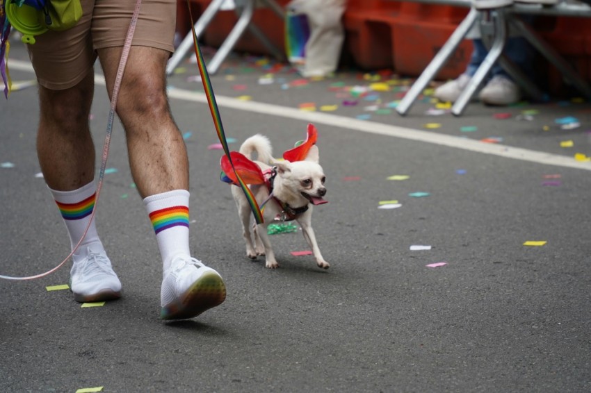 a man walking a small dog on a leash