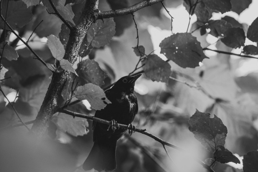 a black and white photo of a bird in a tree