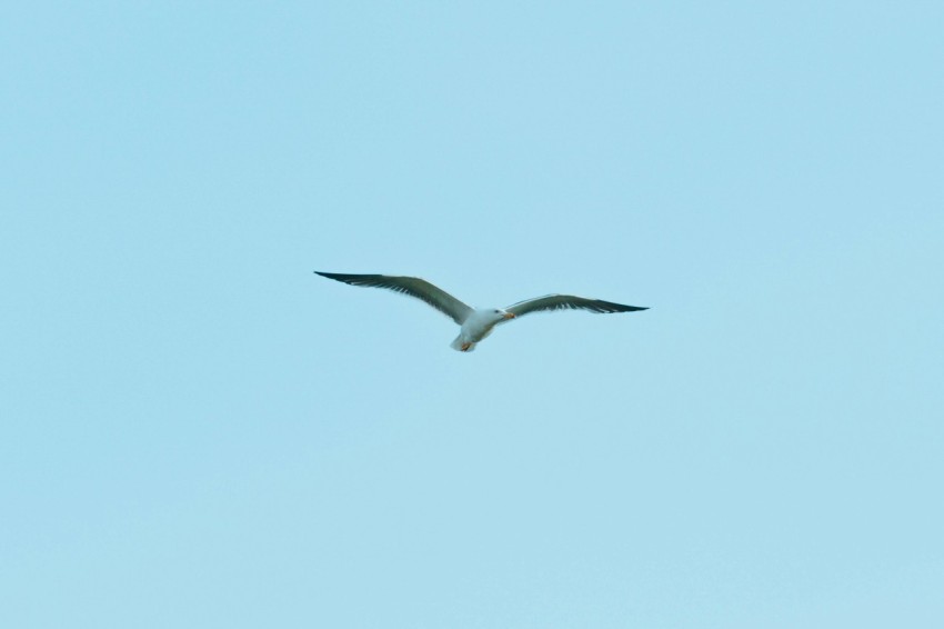 a large bird flying through a blue sky