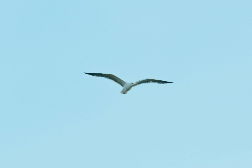 a large bird flying through a blue sky
