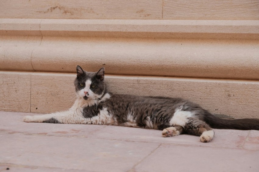 a grey and white cat laying on the ground