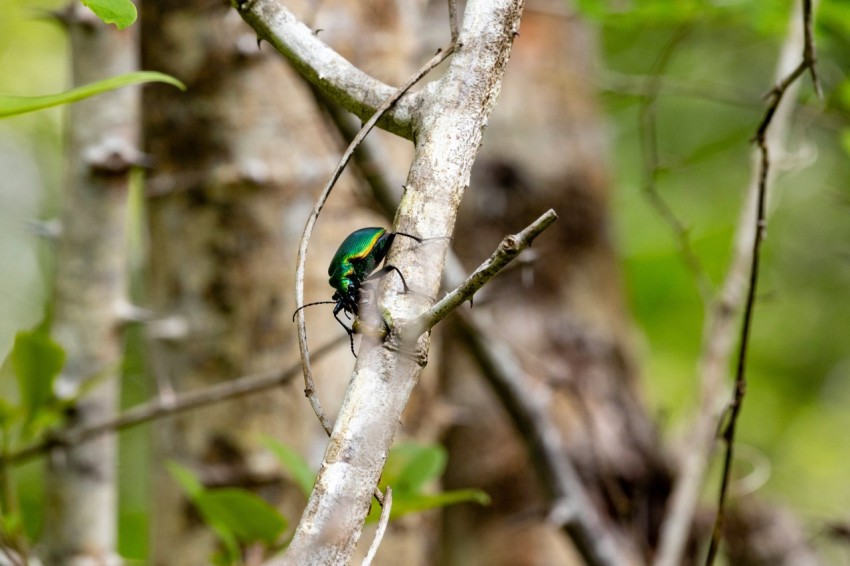 a green and black bird sitting on a tree branch