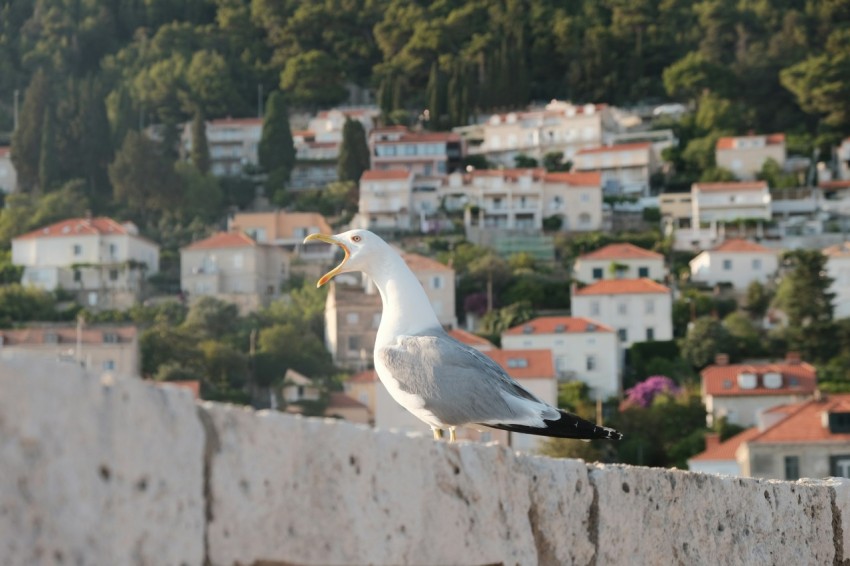 a seagull sitting on a wall with a city in the background