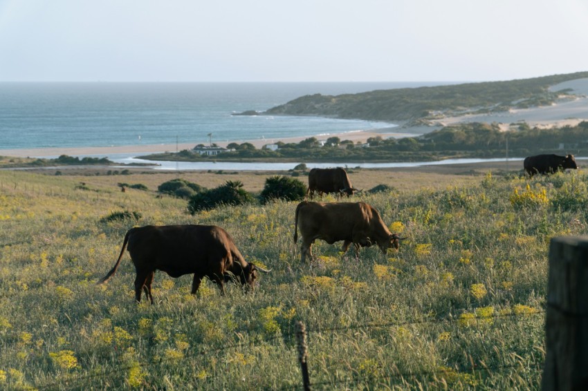 a herd of cattle grazing on a lush green field