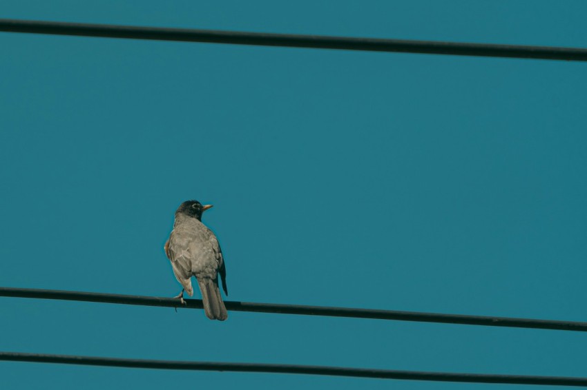 a bird sitting on a power line with a blue sky in the background