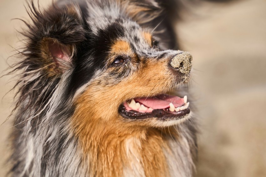 a brown and black dog standing next to a stone wall