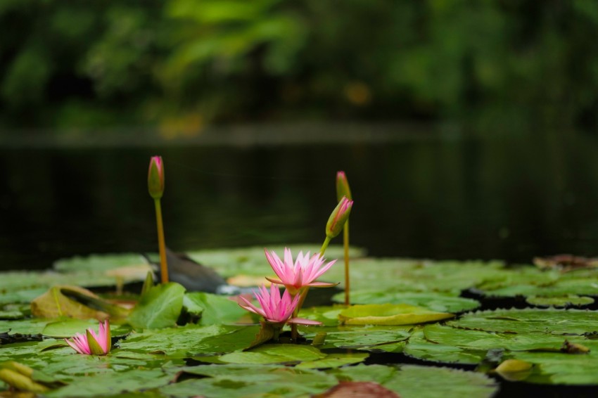 a pond with lily pads and a bird on top of it